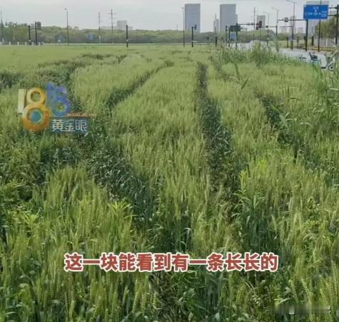 浙江嘉兴，一男子开着一辆50万的吉普车，在快成熟的麦田里来回碾压。农田主报警后，