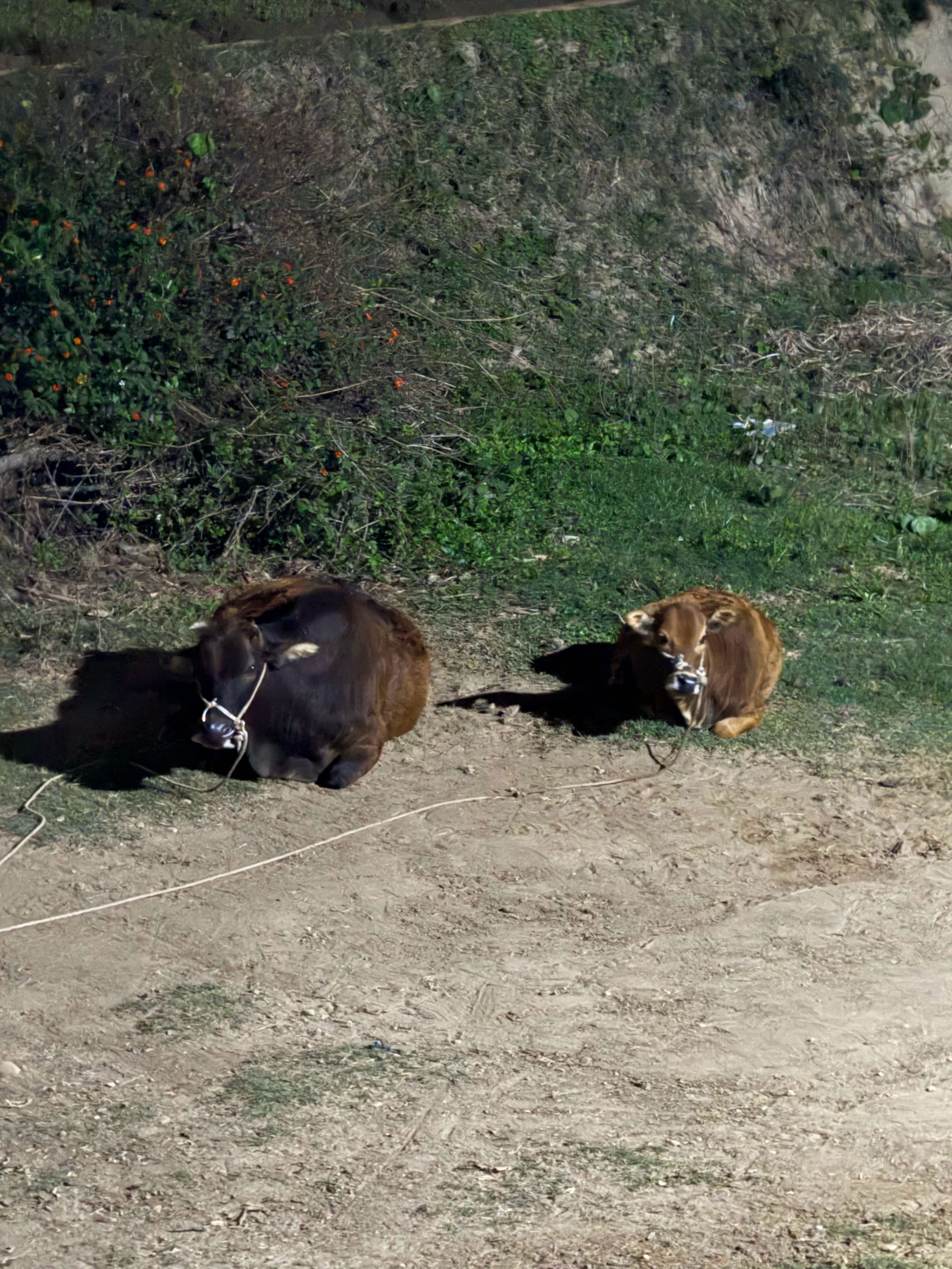 今天晚上去散步呢 然后 有个人在桥下吹萨克斯🎷不好意思靠近 拍照 但是感觉好疯