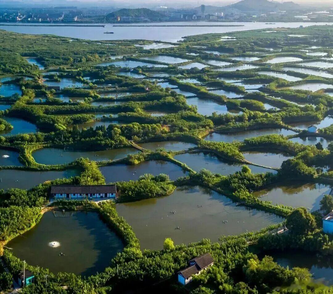 错落水塘连片成景，水乡田园风光，满眼清新绿意