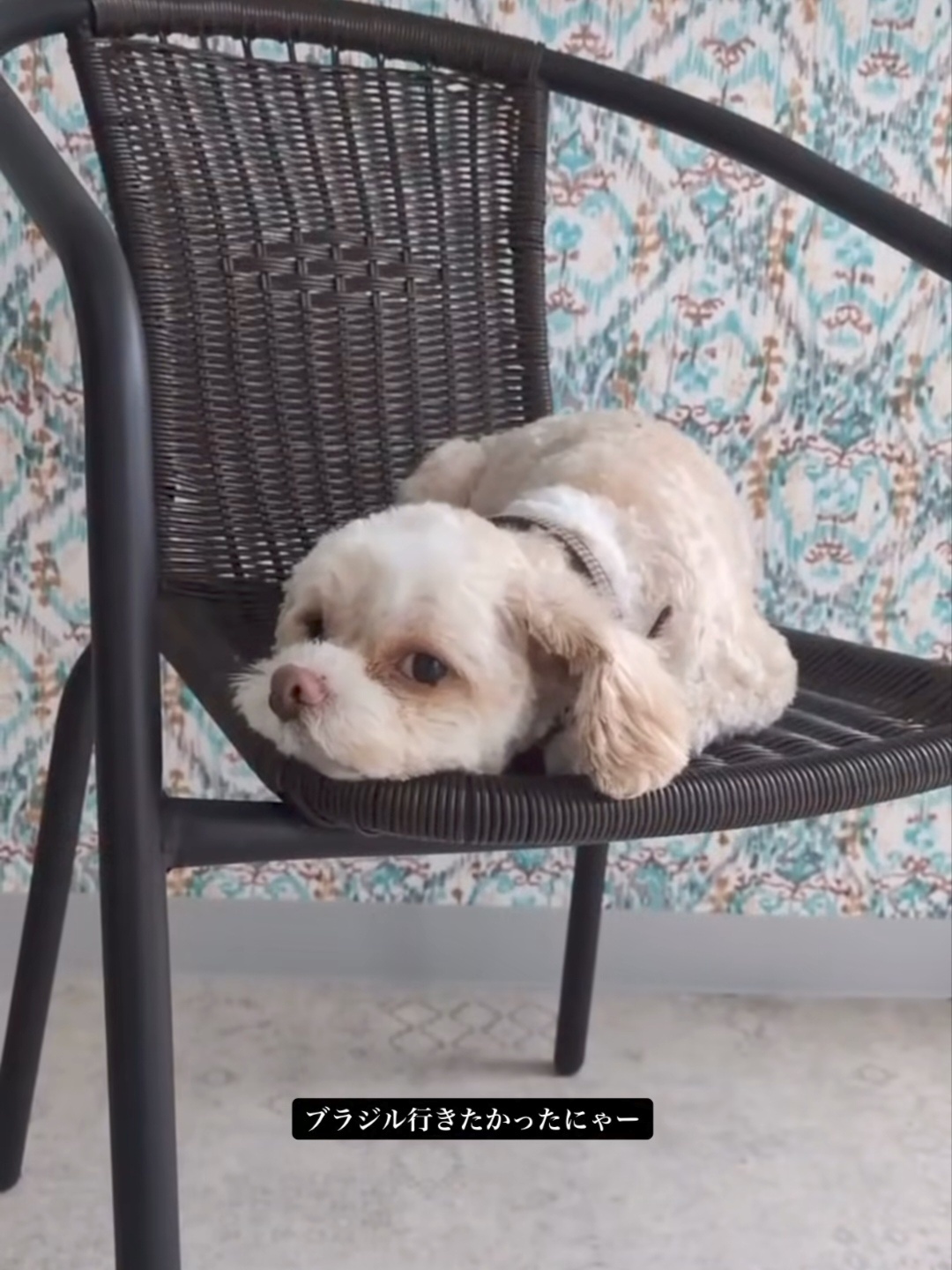西村力 260705尼基的爸爸在Instagram上发了Bisco🐶: 人家也