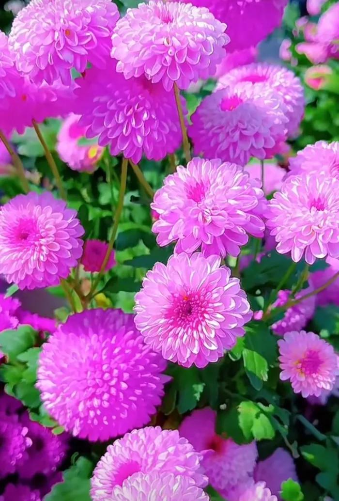 #秋日生活打卡季#秋天，菊花绽放，色彩斑斓。它们有的如金黄的太阳，有的似洁白的云