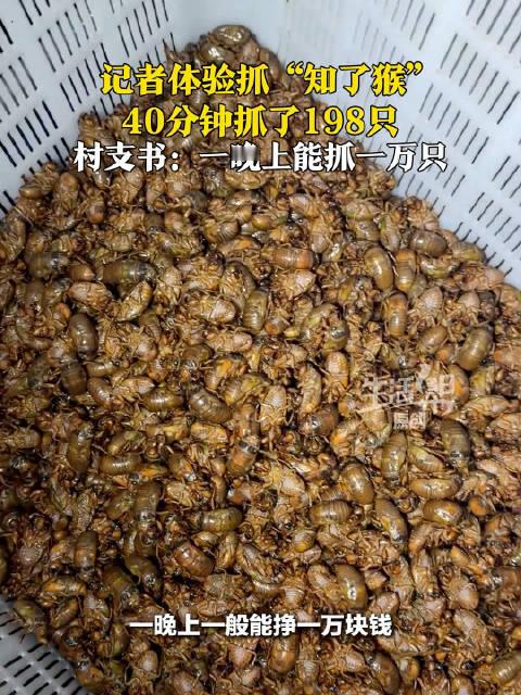 上海蝉灾 山东老乡申请出战，男女老少一晚上给你抓干净了[偷笑] ​​​