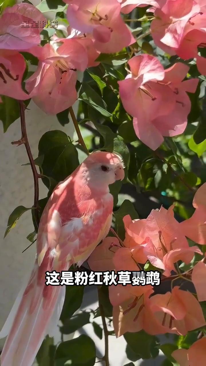 星星科普。
·这是什么鹦鹉？这是月轮鹦鹉，一只约5000元。
·这是什么鹦鹉？这