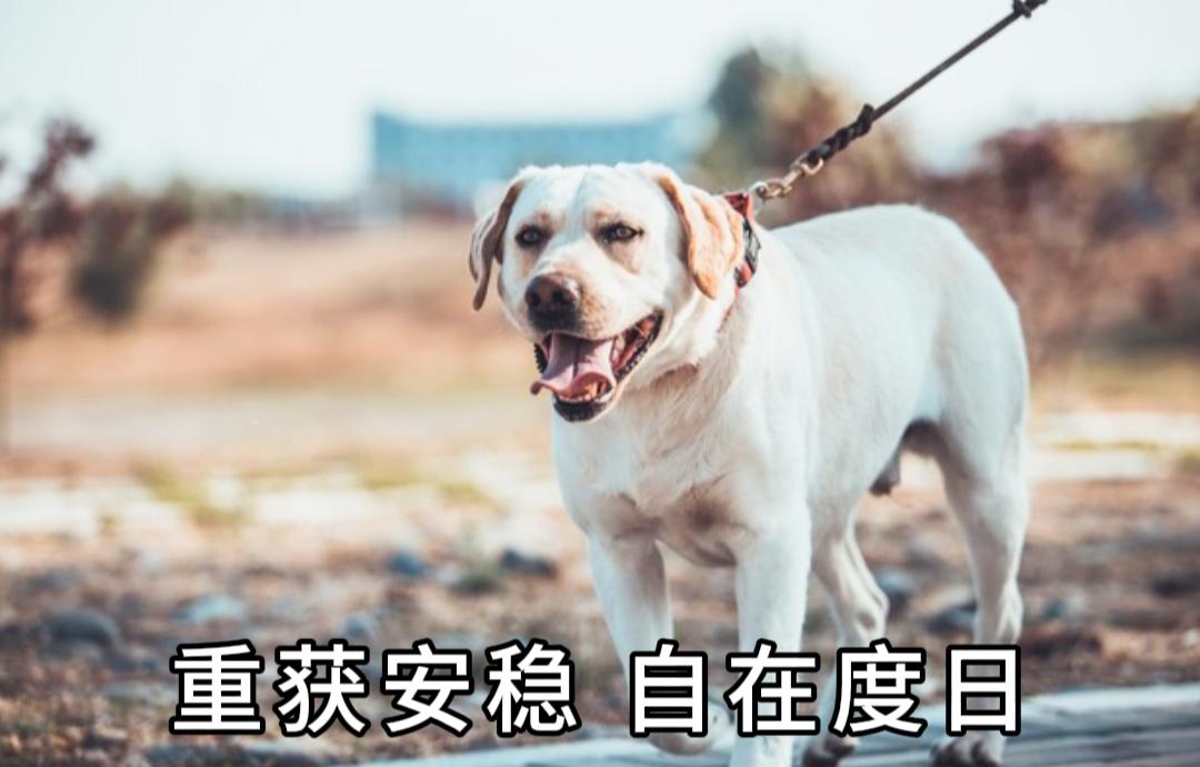 心酸救助！被拴一年的拉布拉多，终于带着幼崽重获自由
 
偶然路过一户农家，我撞见