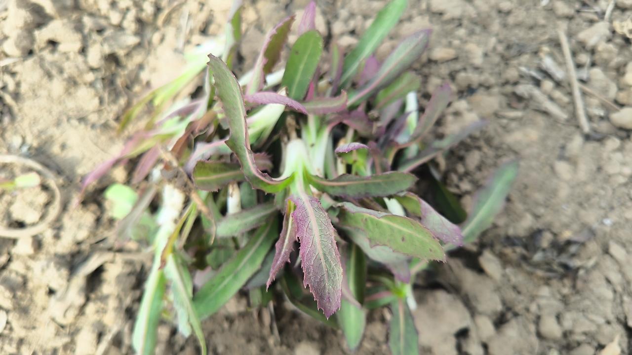 周日，春光正好。田间屈屈菜萌芽，采了一袋。