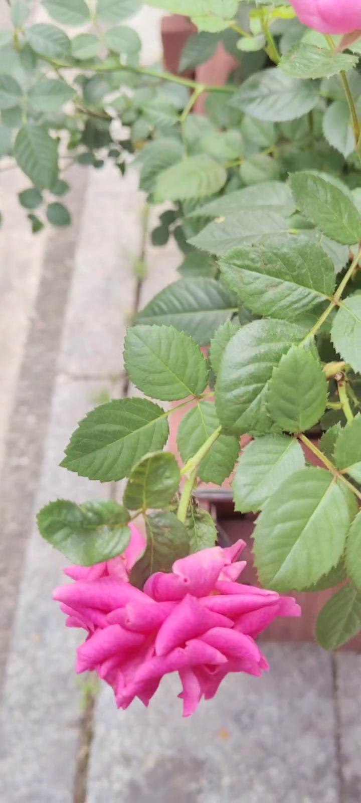 这里好好看，拍个短视频的欣赏欣赏。
