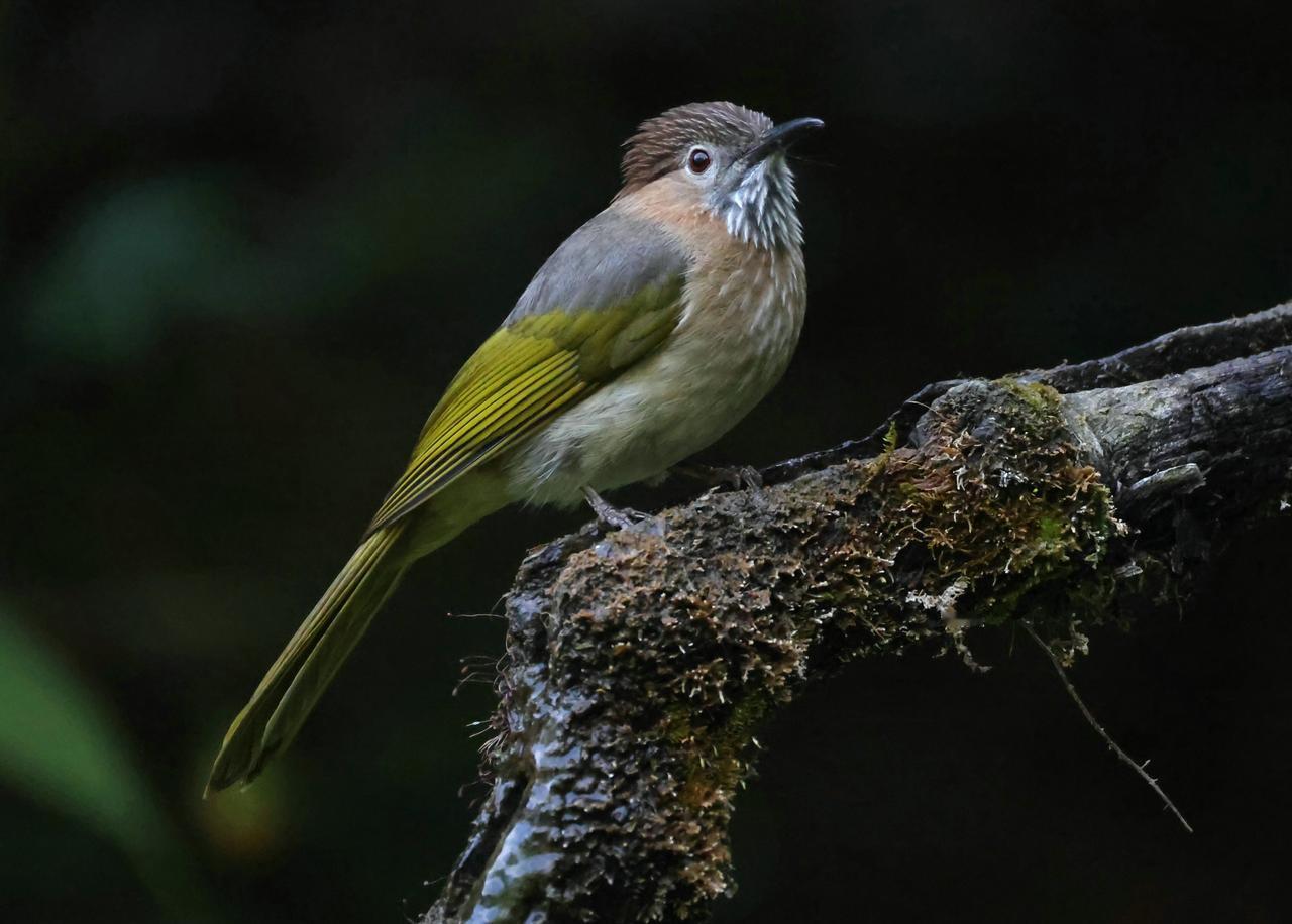 高感1.28万的鸟！
这是山林中暗光下，我将高感调高到12800拍下的绿翅短脚鹎
