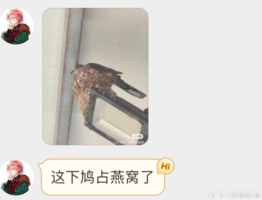 霸占燕窝的珠颈斑鸠白捡一个精装大平层🙊 ​​​