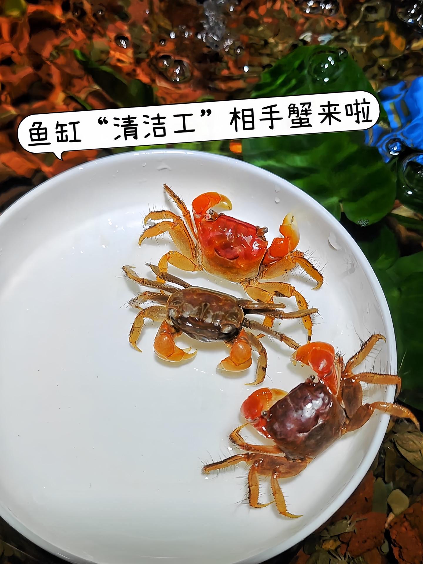 相手蟹化身勤劳“清洁工”！作为杂食小能手，藻类、残渣通通清扫，轻松维持...