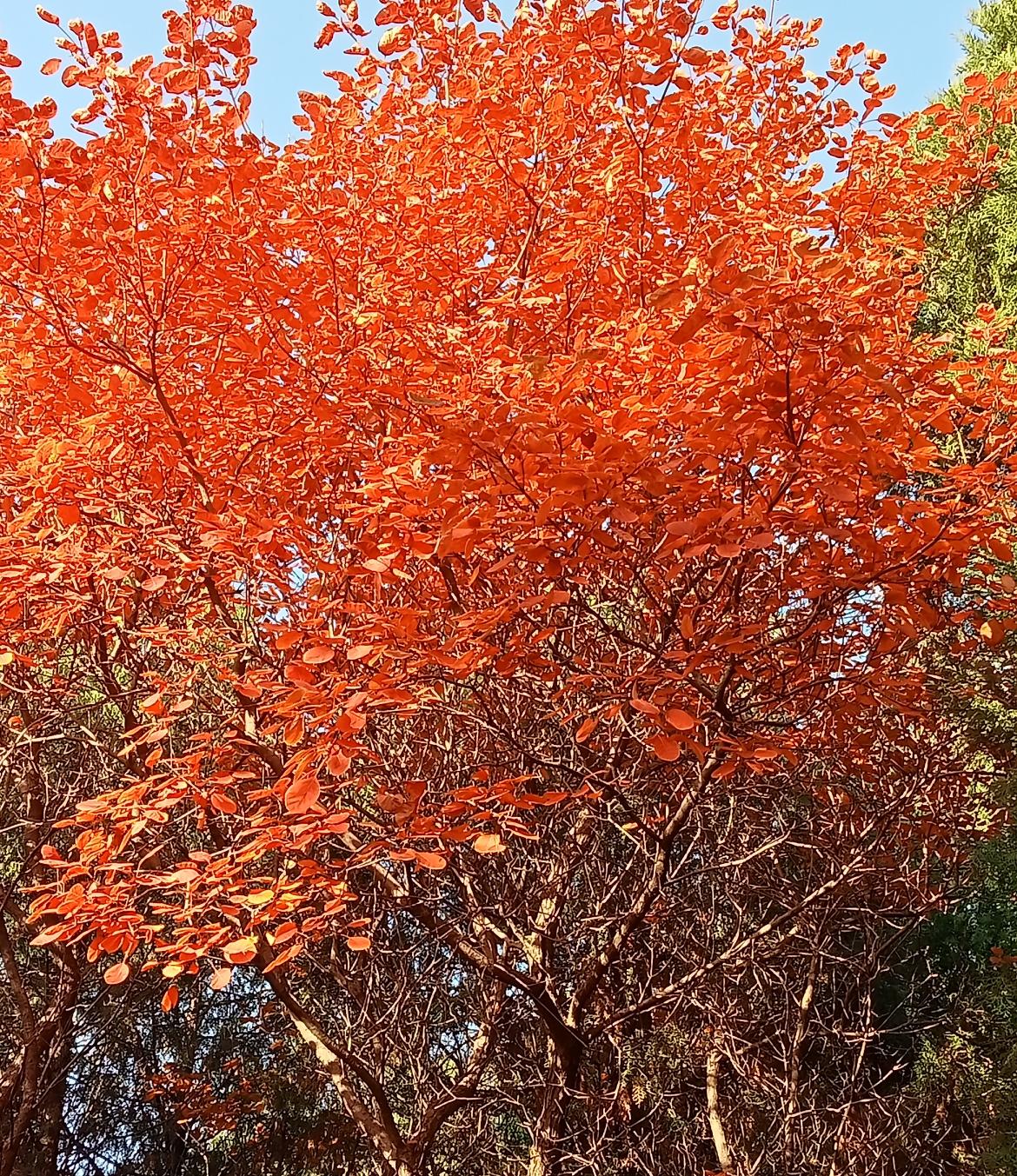 这就是朱之文的高智商，唱唱歌凭自己的夲事吃饭，只要按要求纳税，其它都是主办方的事