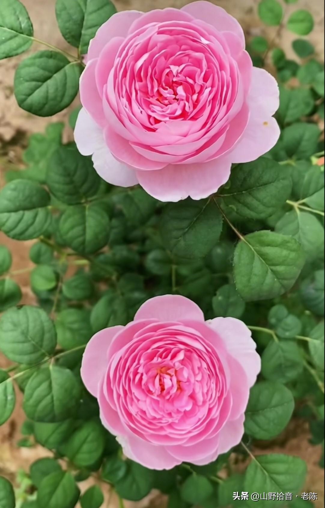 这才是真正的“花中皇后”！🌹月季盛放，红的似火，粉的如霞，层层叠叠的花瓣美到窒