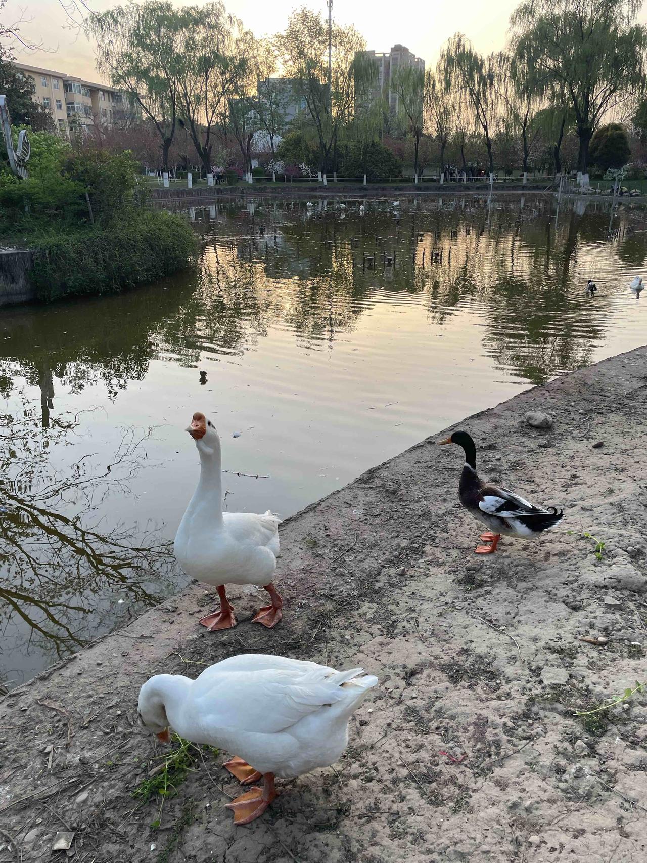 ，处处闻啼鸟，夜来风雨声 花落知多少？”作者唐孟浩然。“好雨知时节当春乃发生。随