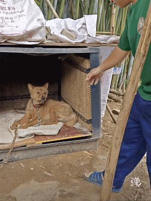 🐶：人家已经拴这儿够烦心了，你还在这儿撩我干嘛?[捂脸]