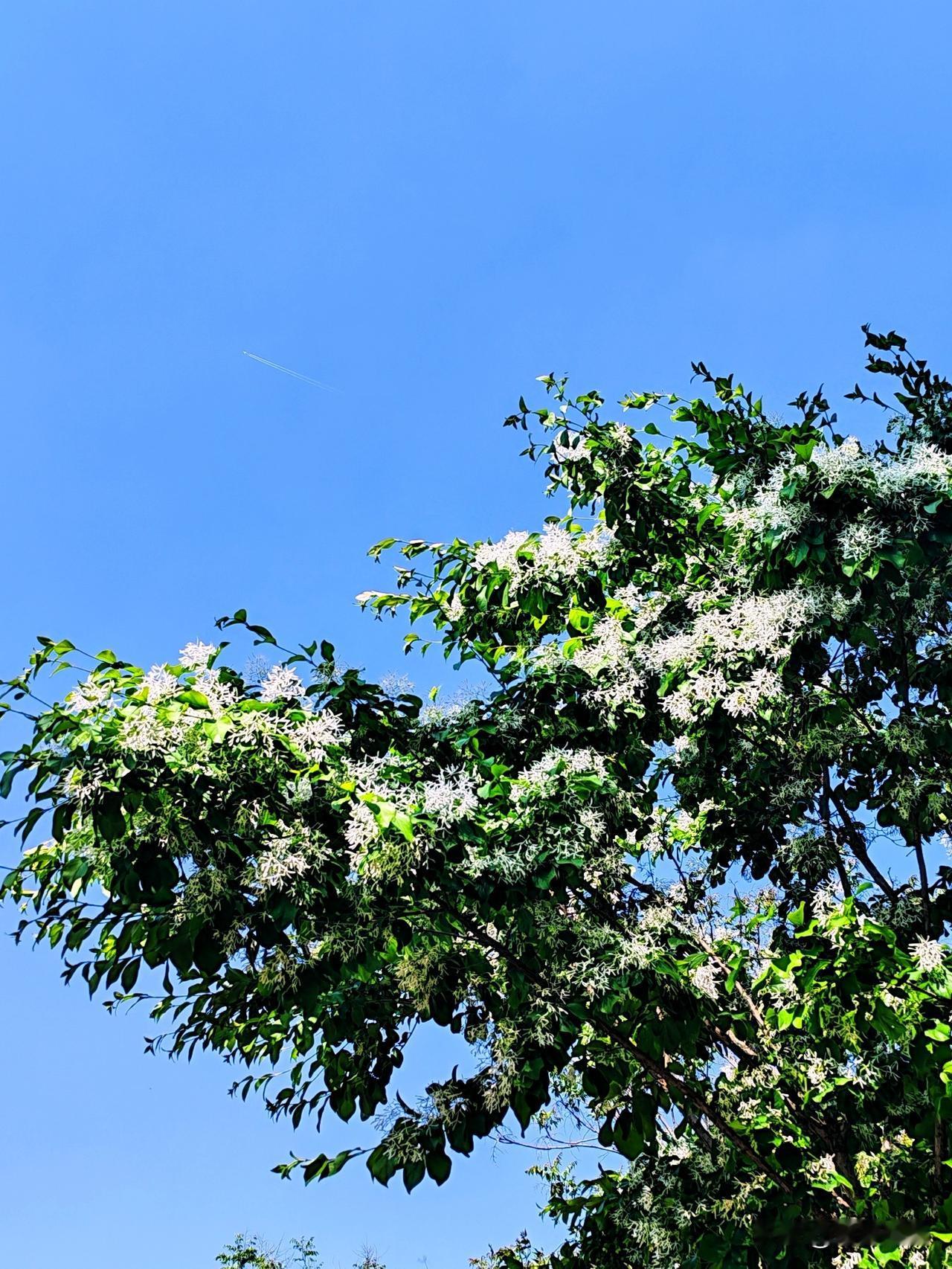蓝天白云下，繁花似锦，生机盎然！🌸🌿