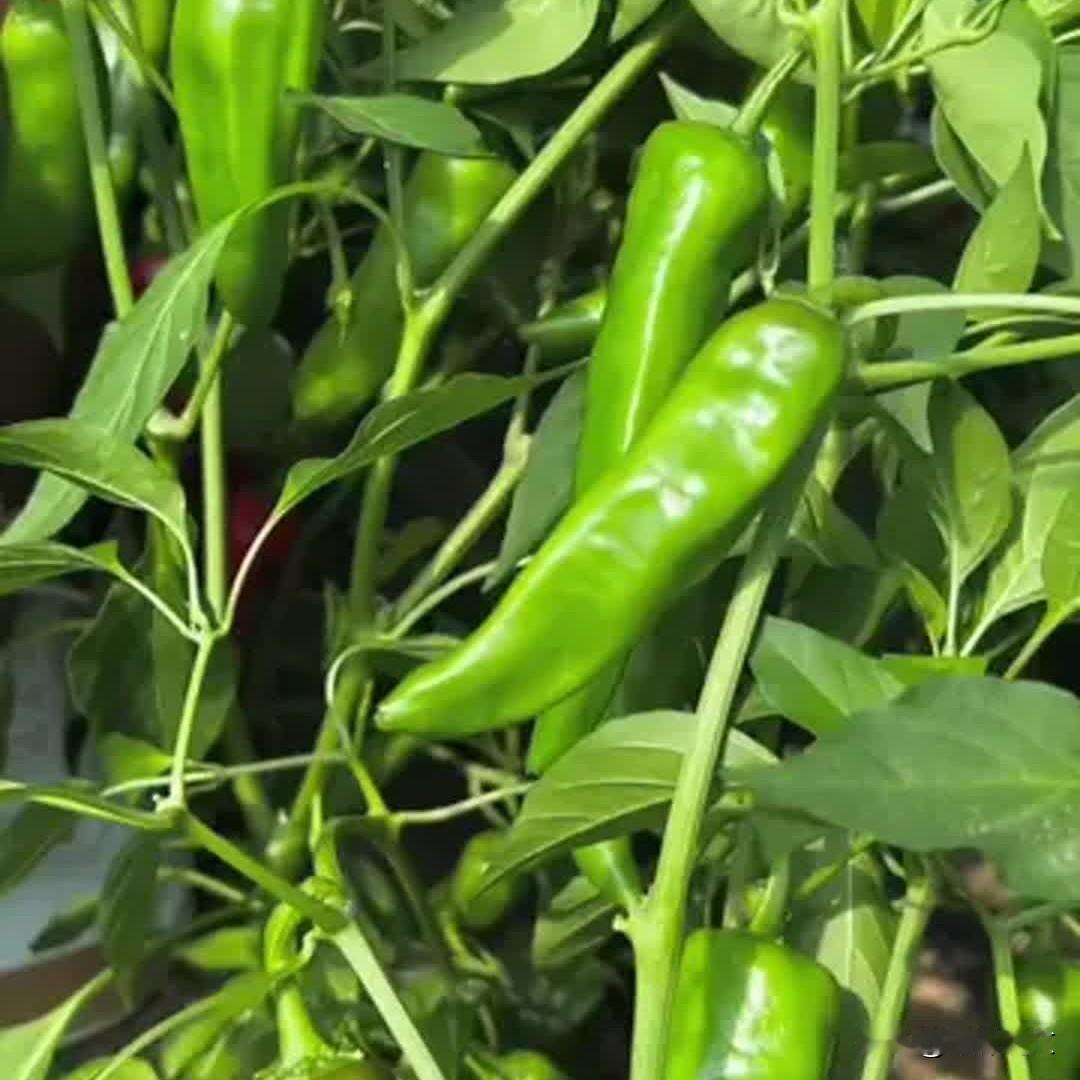 今日谷雨种辣椒，记住老辈这几句，辣椒结满枝





谷雨前后正是种辣椒的好时候
