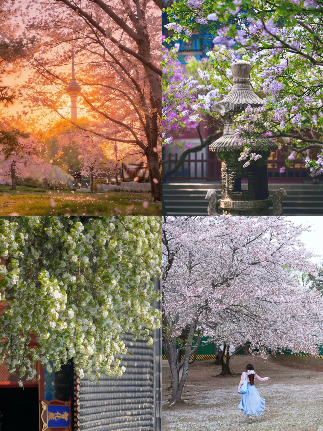 北京本周实拍🌸4.4-4.6清明，9个赏花新机位