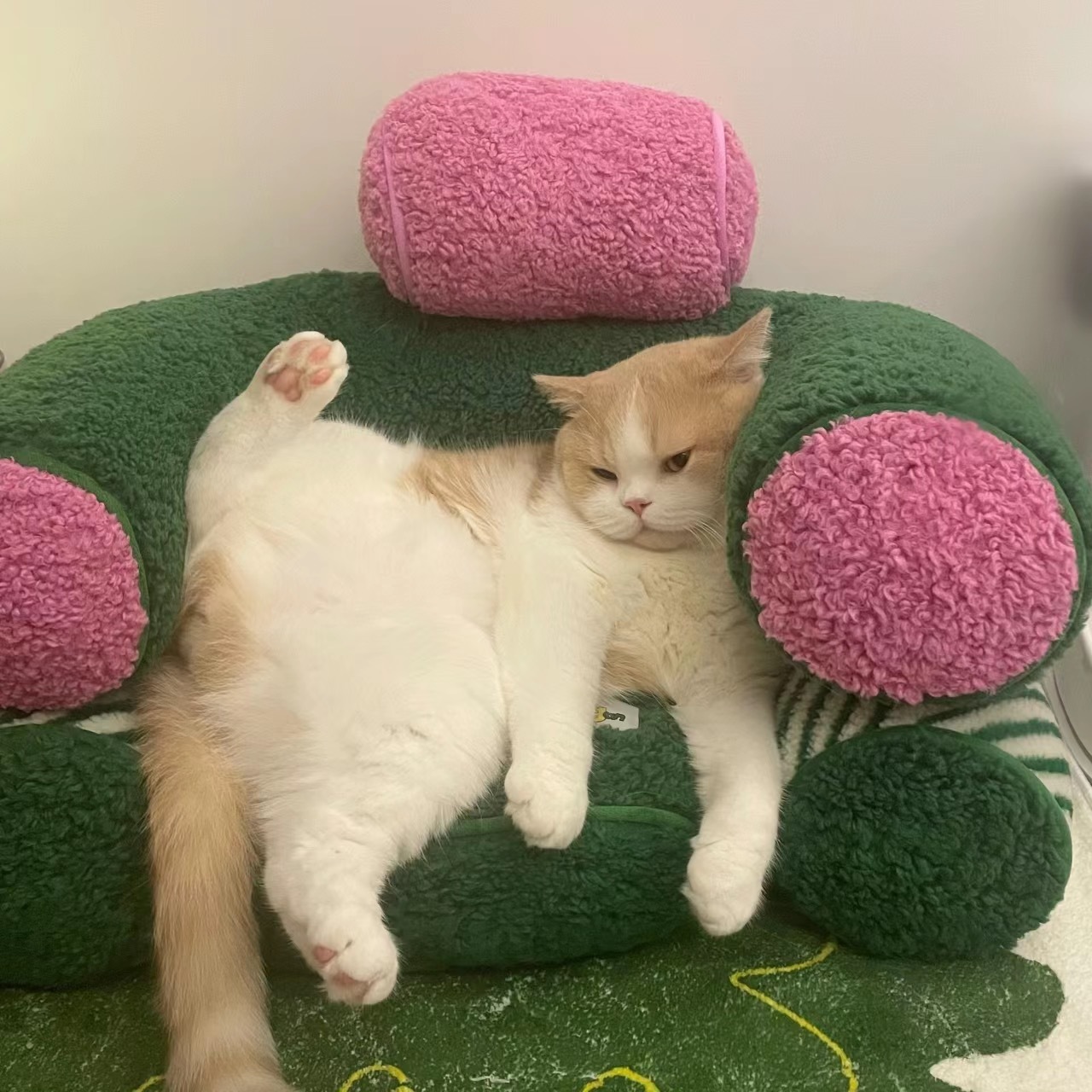 #中医建议像小猫一样生活#  ‖#‍每日‎一善# 我们都要像小猫一样生活。多睡觉
