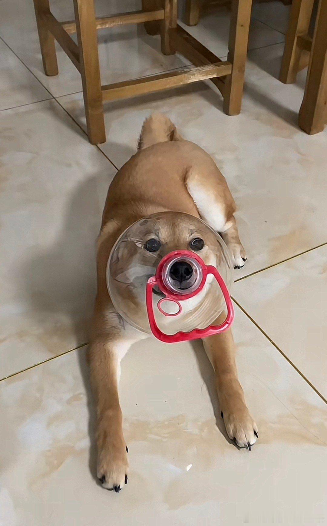 好标准的嘴筒子[哈哈] ​​​