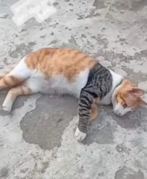 花臂大佬#这个世界不能没有小猫！ ​​​