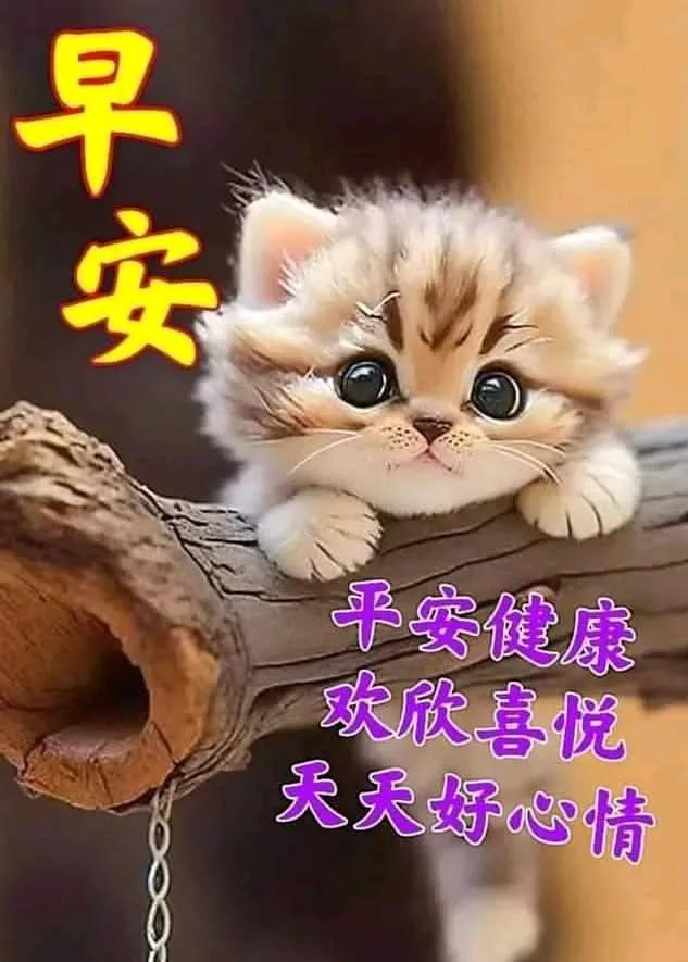 猫咪可爱，幸福满满。