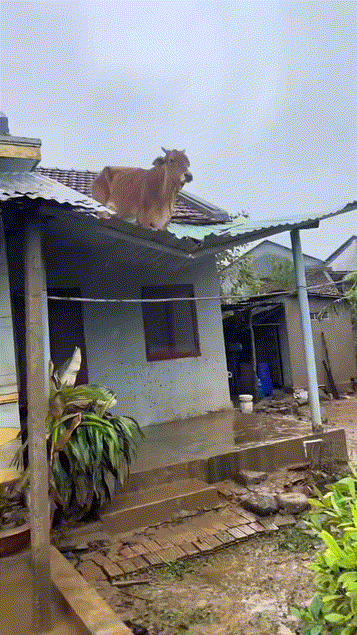 谁吹上去的[笑哭][笑哭][笑哭]