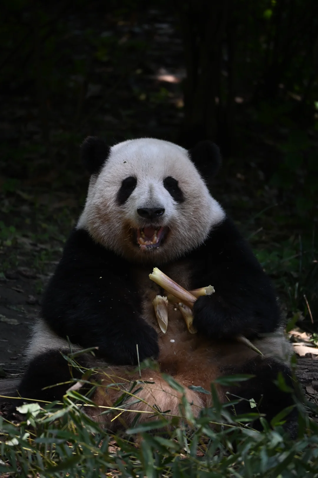 别惹我哦，我可是能把妹妹咬得嗷嗷叫的熊