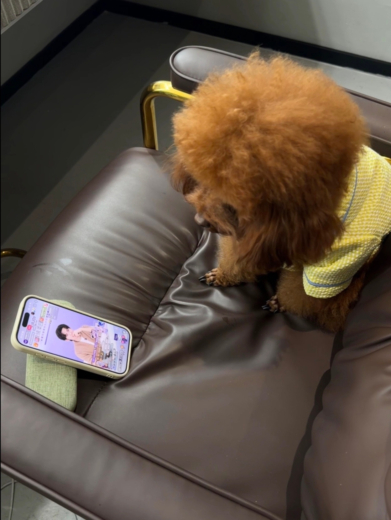 小斗观影中 
