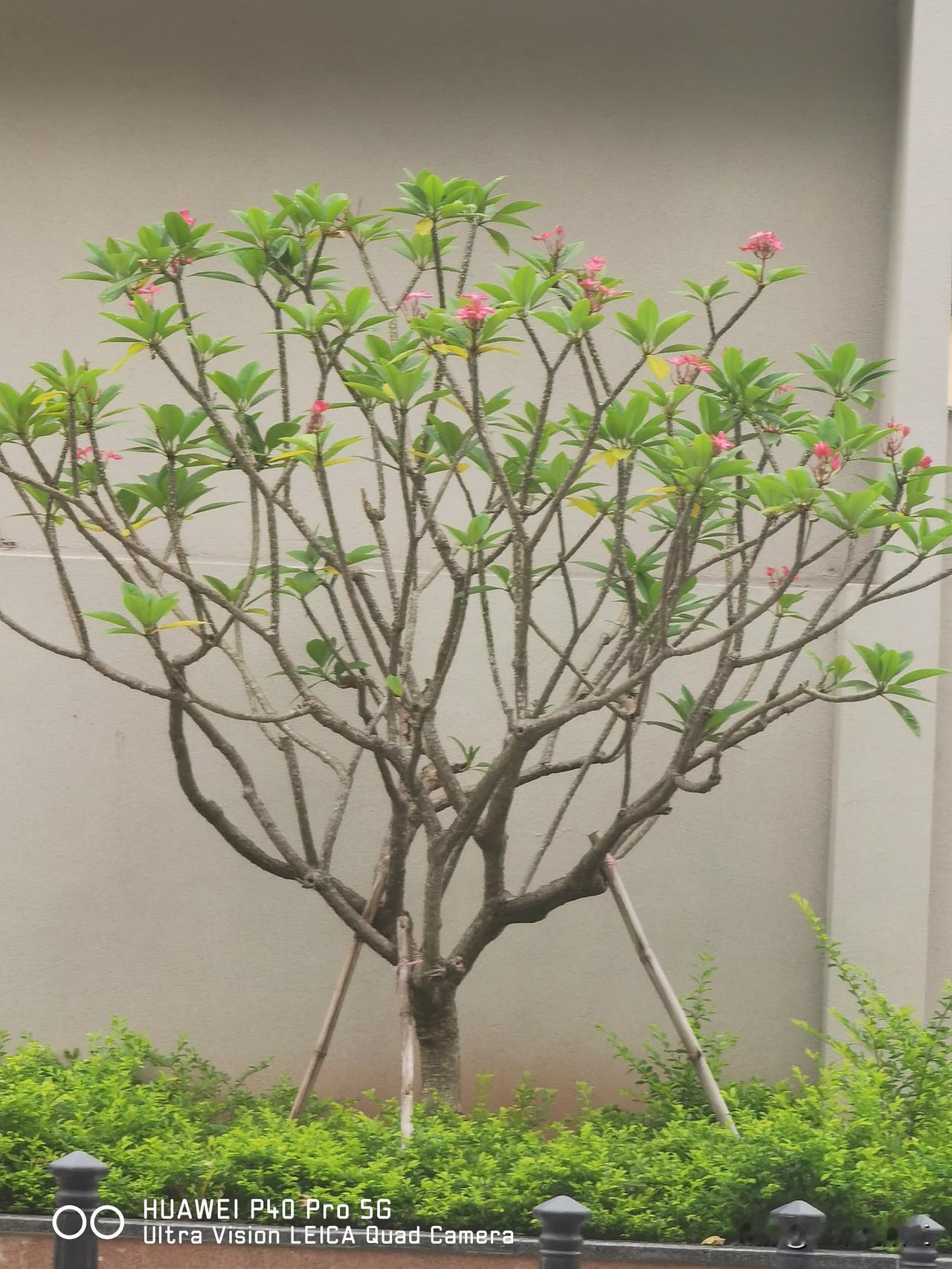 你猜我这个P40用了几年？