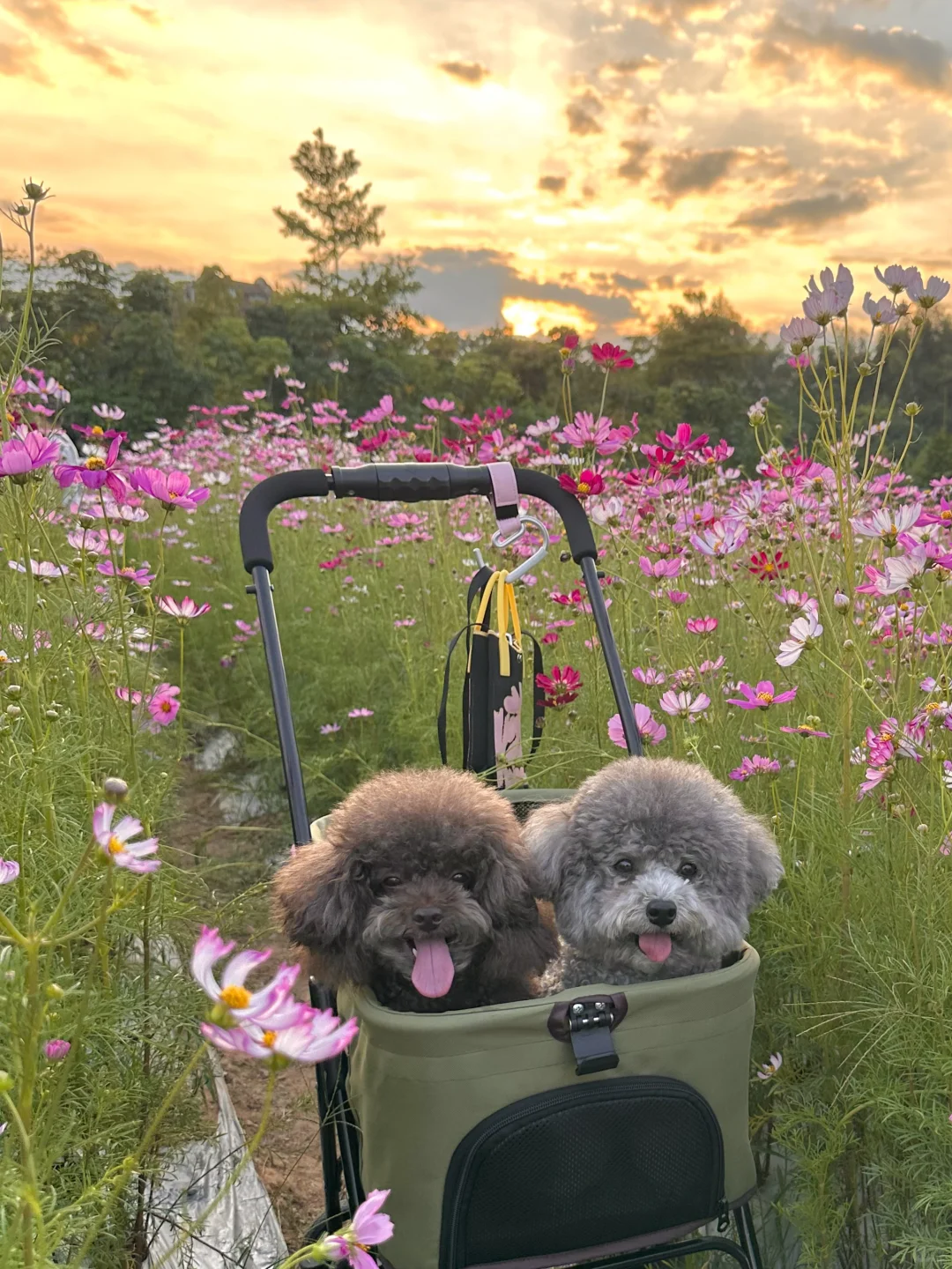 带上狗狗打卡粉色花海🌸观澜版画村赏花攻略