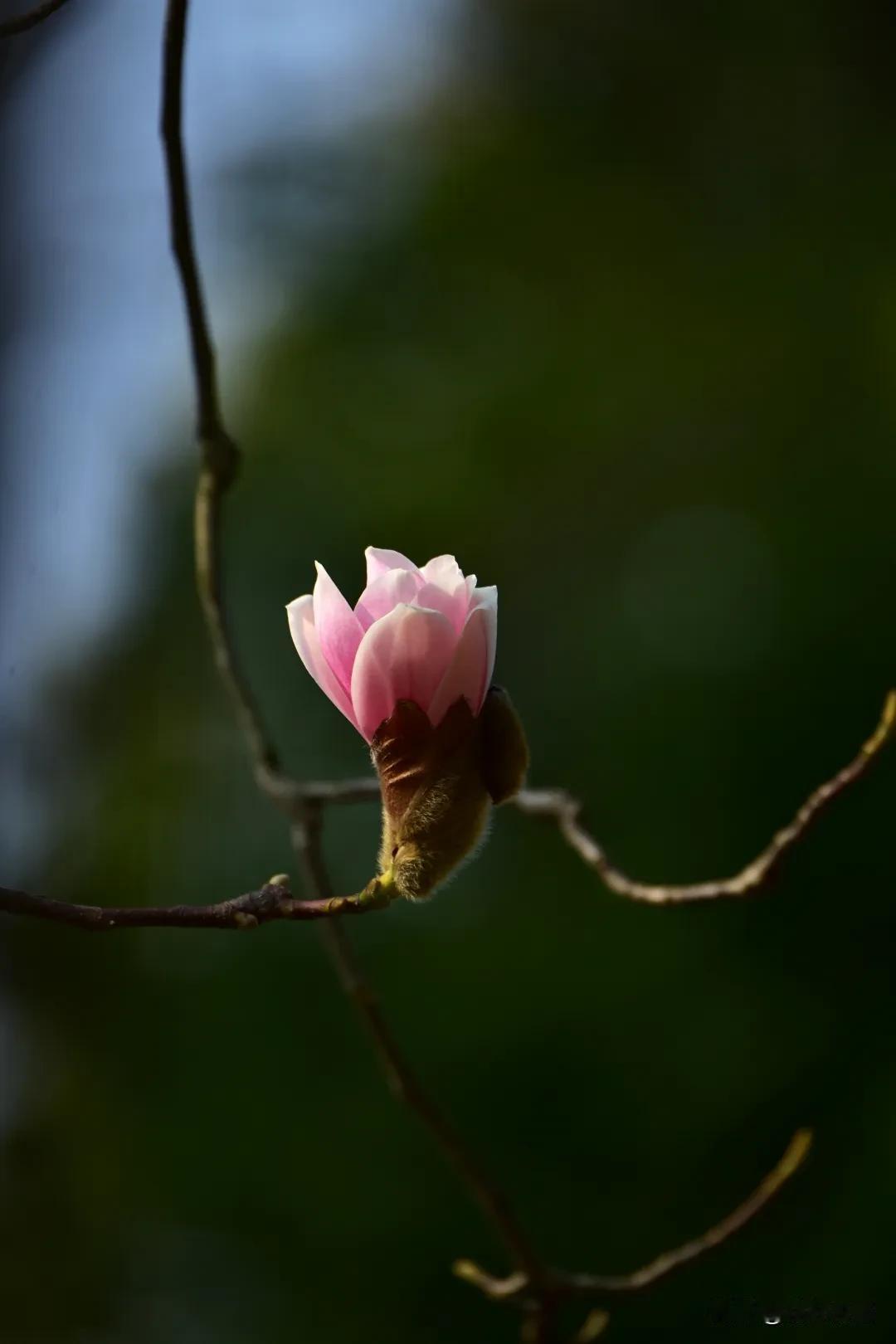 记录花儿的最美时刻玉兰花开