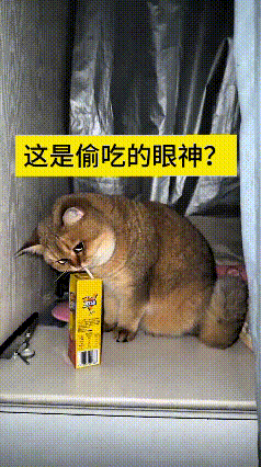 看到这个视频，瞅瞅主人家这小猫咪，真是又心虚又好笑。
主人没喝完的冰红茶，被小家