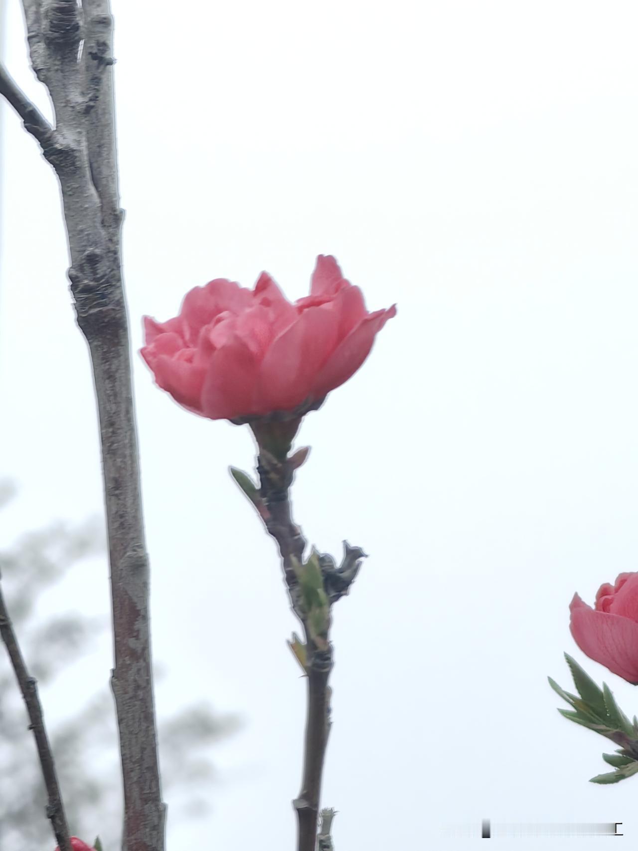 人间四月芳菲尽，
滨海桃花始盛开。