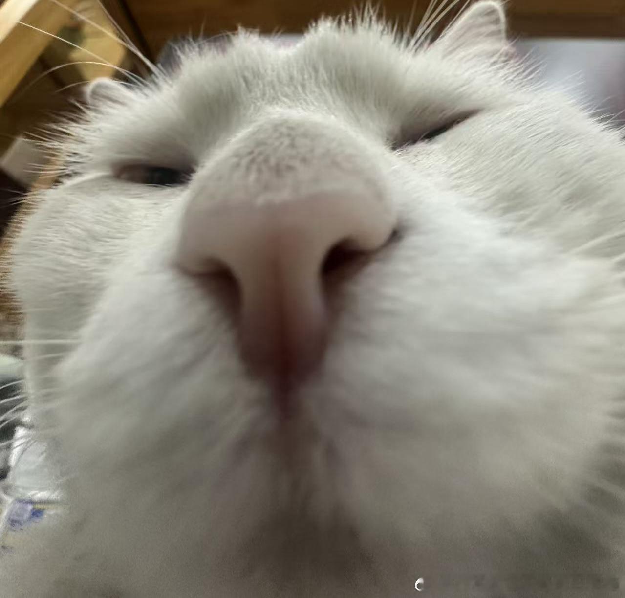 50159【丑猫】哦？怎？ 
