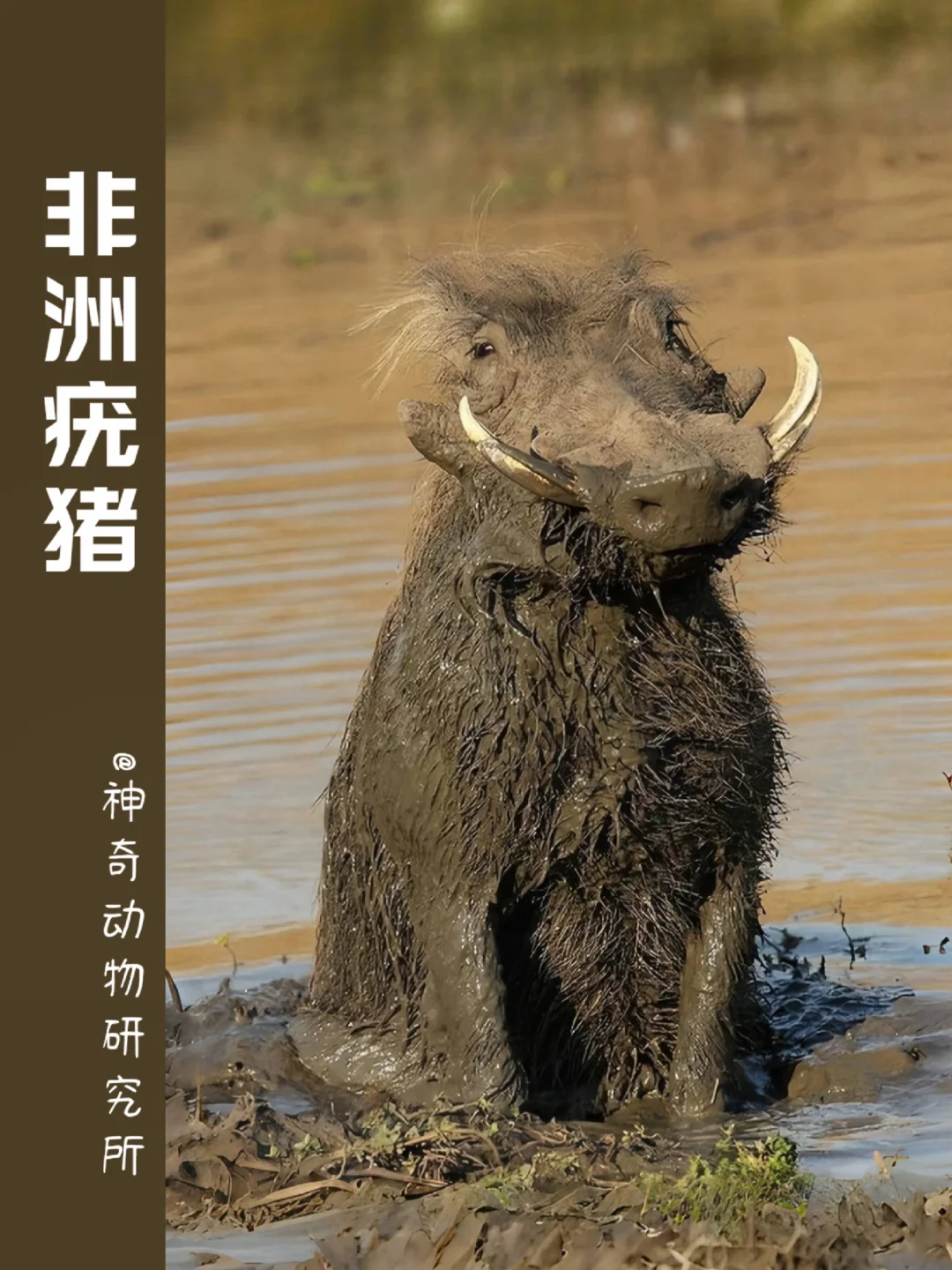 每天了解一种趣味动物👀非洲疣猪