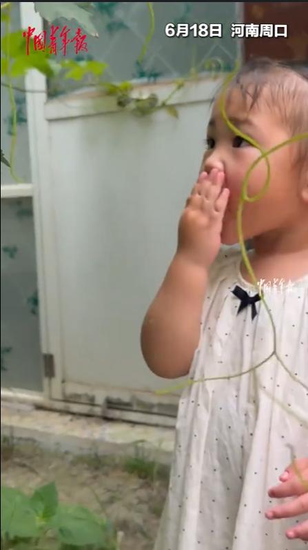 笑不活了，河南周口，一小女孩趁紧家长不注意时，偷偷吃奶奶院子里还没成熟的葡萄，虽