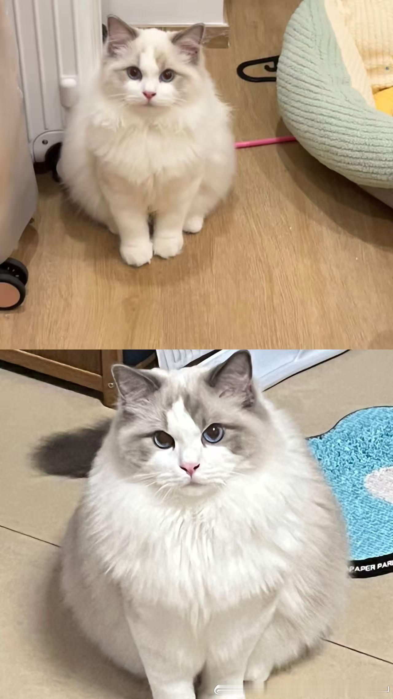 家长返图明月弟弟的before and after!到家不到一年，变化还是很大的