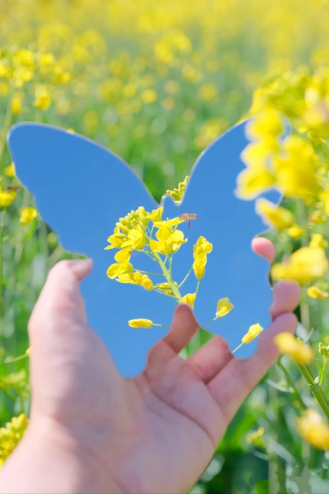 美丽的油菜花 