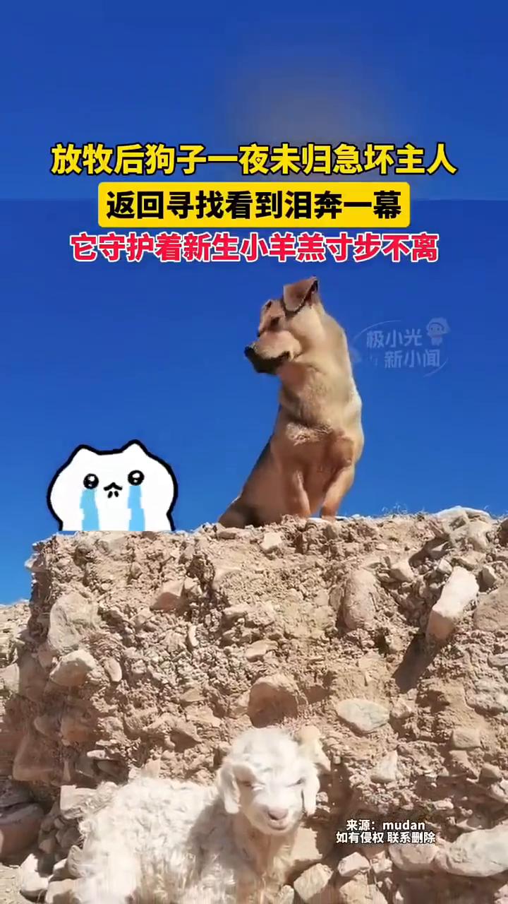 放牧后狗子一夜未归急坏主人，返回寻找看到泪奔一幕。
它守护着新生小羊羔寸步不离。