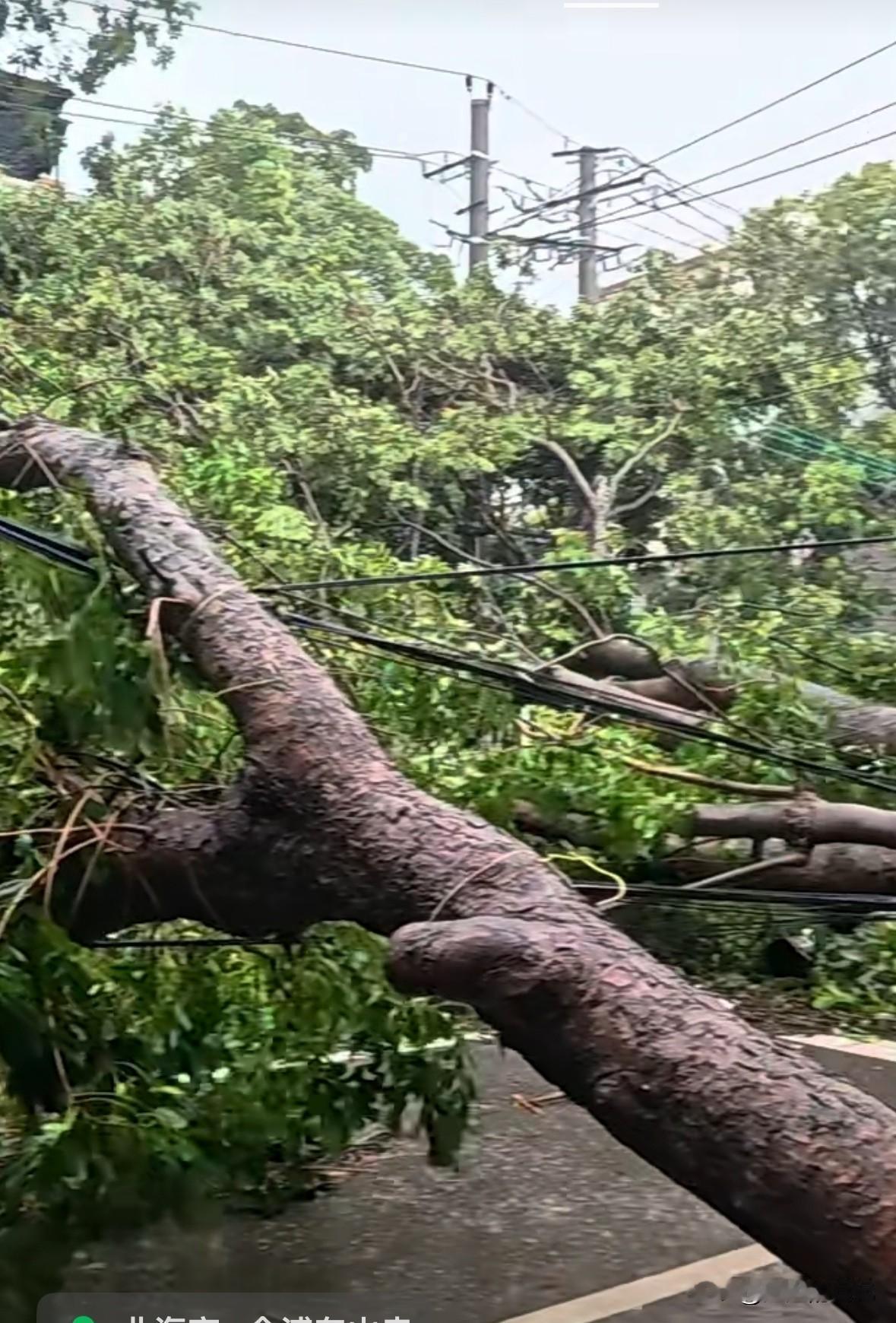 台风过后的北海！
大树被连根拔起，能吹起来的东西都被吹的到处都是，我所在小区的电