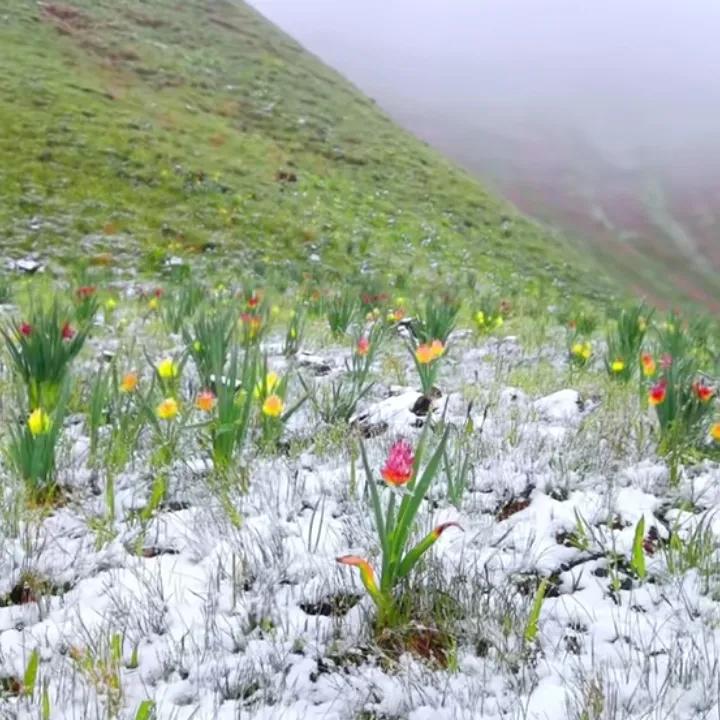 “春日雪景中的山花烂漫，美不胜收！”🌸❄️🏔️冬日美景留存 晒出冬日美景 纪