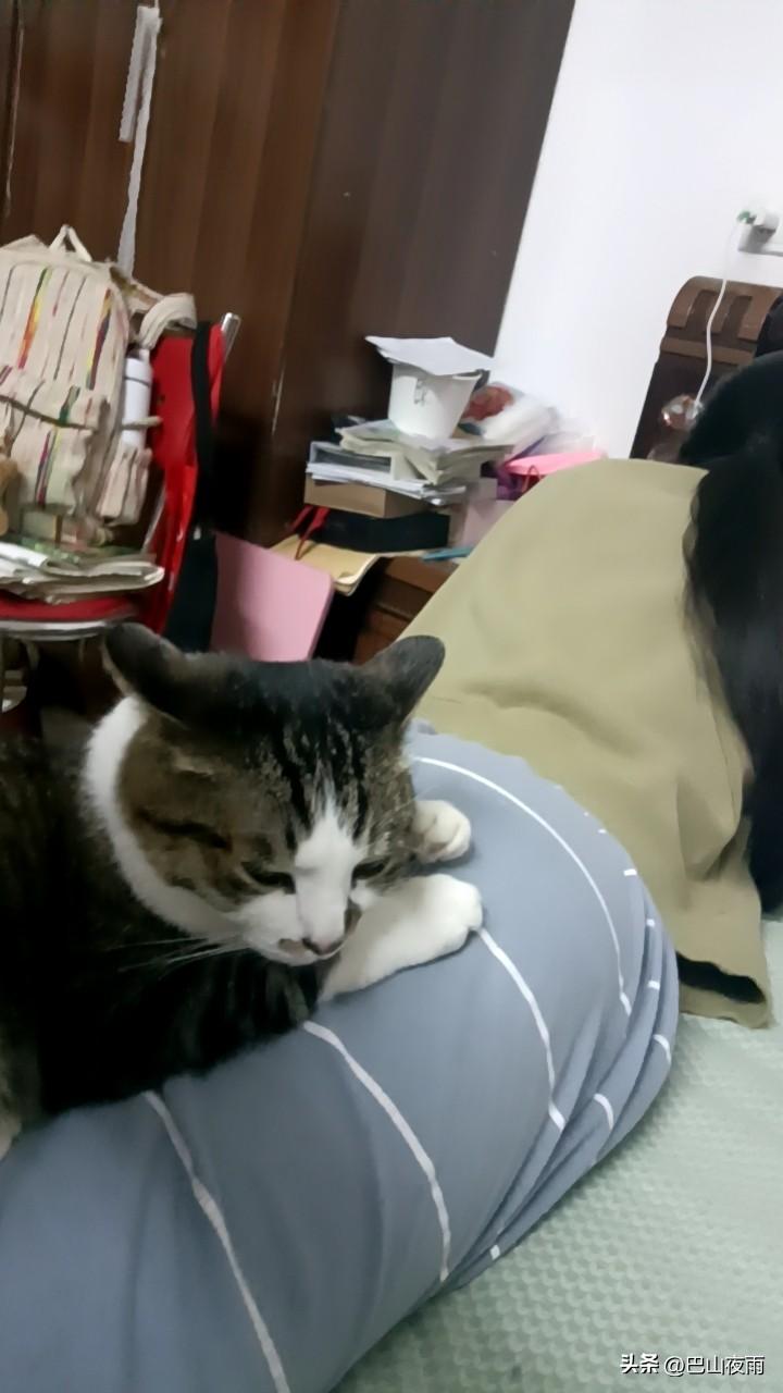 我家猫主子
每天就爱趴在我身上当“暖手宝”[奸笑]
 
我家这只猫真的成精了！每