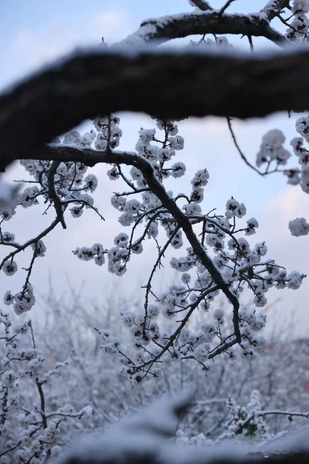 三月初一
​白雪却嫌春色晚
故穿庭树作飞花。