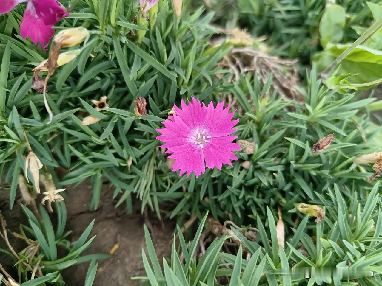 紫花绽放绿野间，清香扑鼻心欢颜。汉中秋天的石竹粉花绽放。