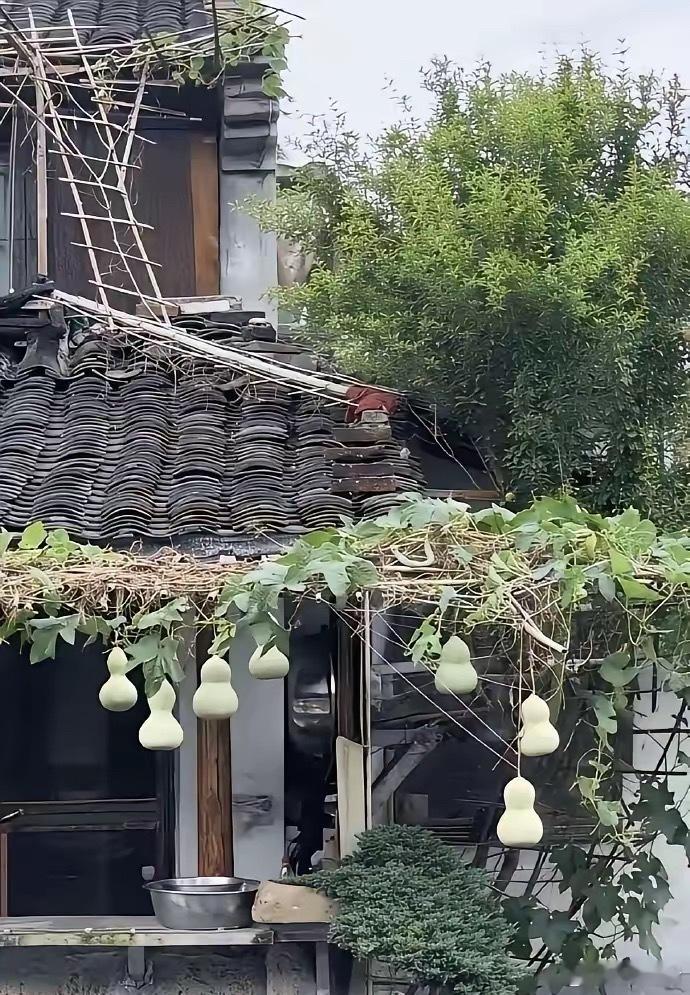 绍兴书圣故里的“葫芦爷爷”火了，自家屋檐下挂着七个葫芦，被网友联想到葫芦娃，迅速