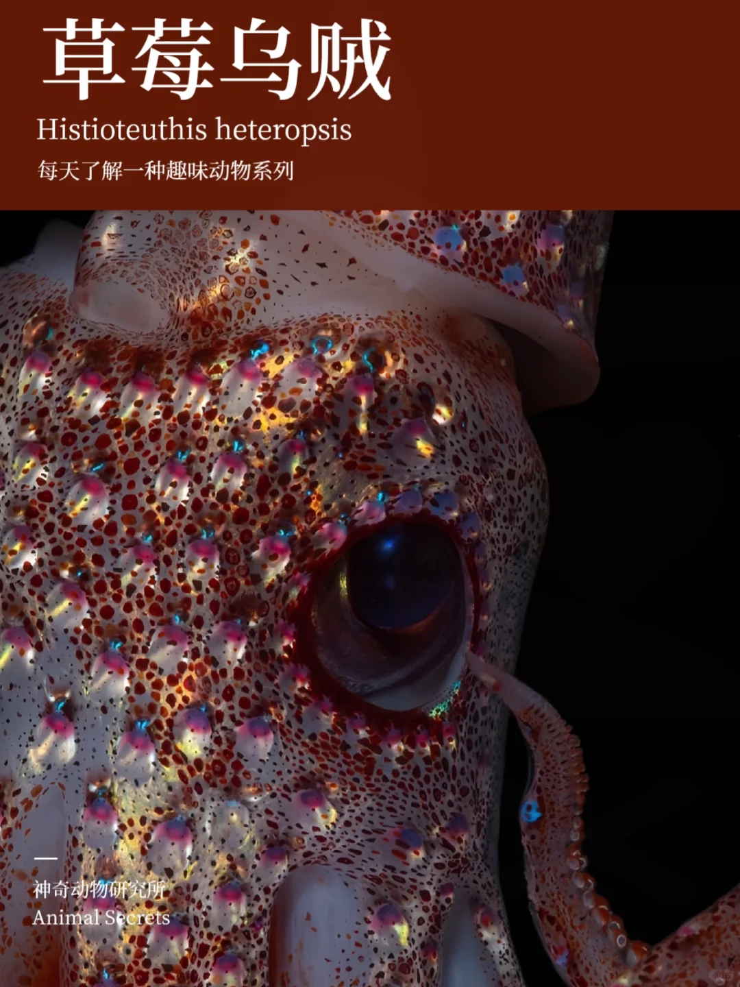 每天了解一种趣味动物👀草莓乌贼