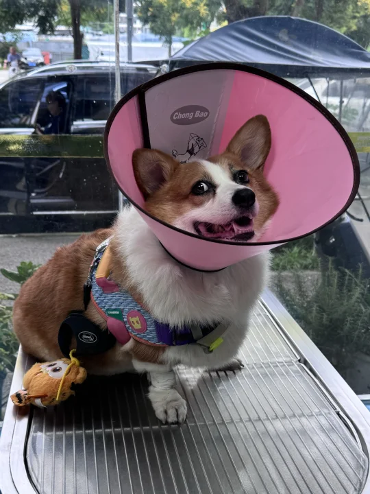 🐶：麻麻，我今天是开心的喇叭花🌸