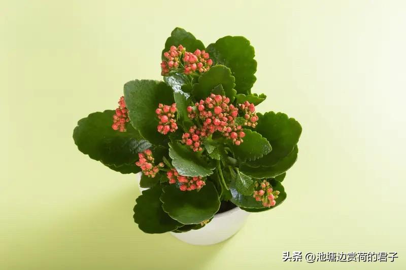 长寿花真是新手养花的宝藏！我养了5年，对它爱得不行。刚开始养花时，我把一片叶子扔