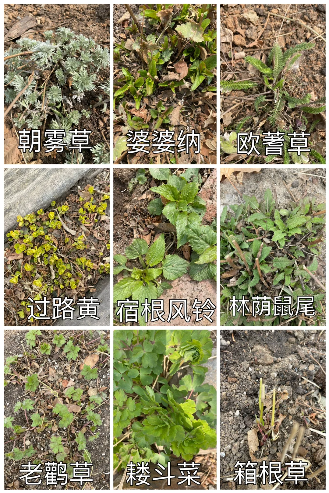 北方花园宿根图鉴—4月芽