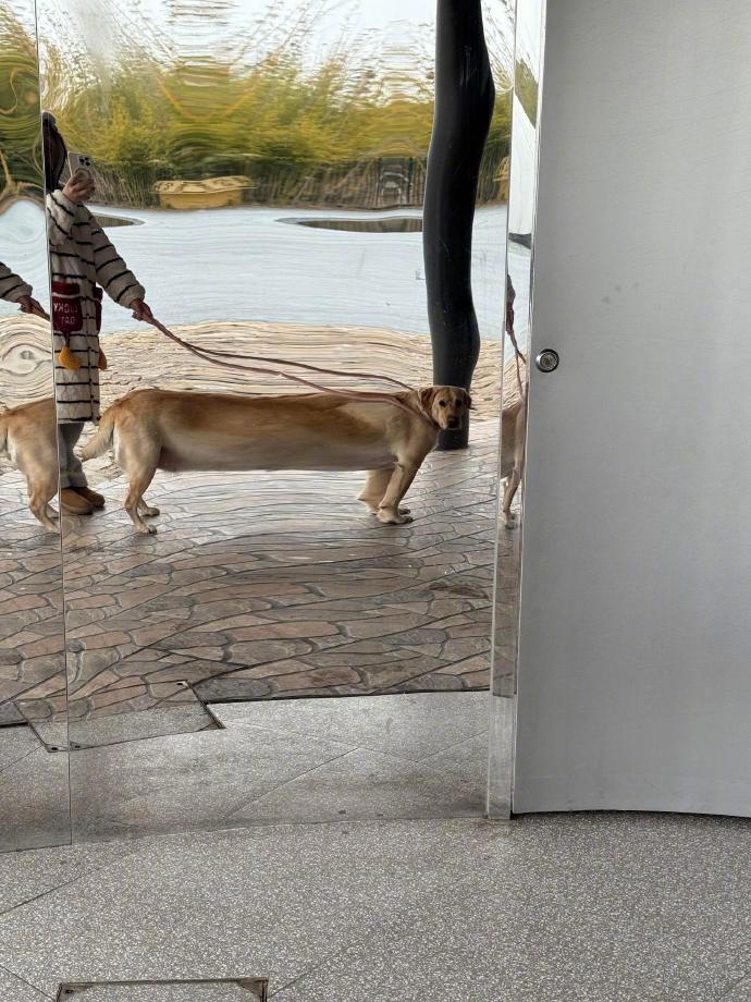 拉布拉多变成腊不腊多了 