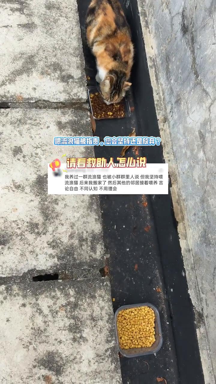 喂流浪猫被指责，您会坚持还是放弃？请看救助人怎么说。
我养过一群流浪猫，也被小群